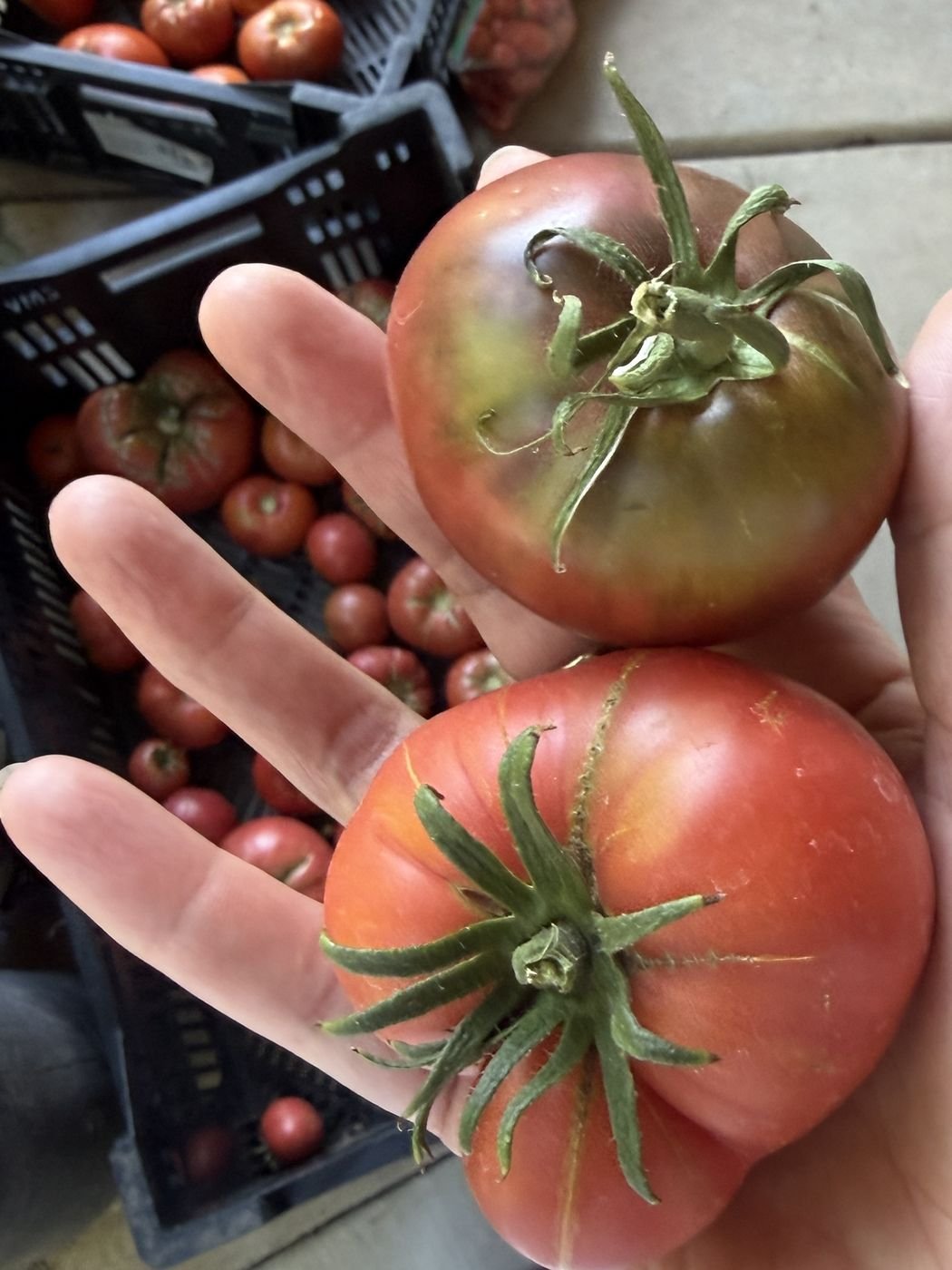 A beautiful heirloom tomato