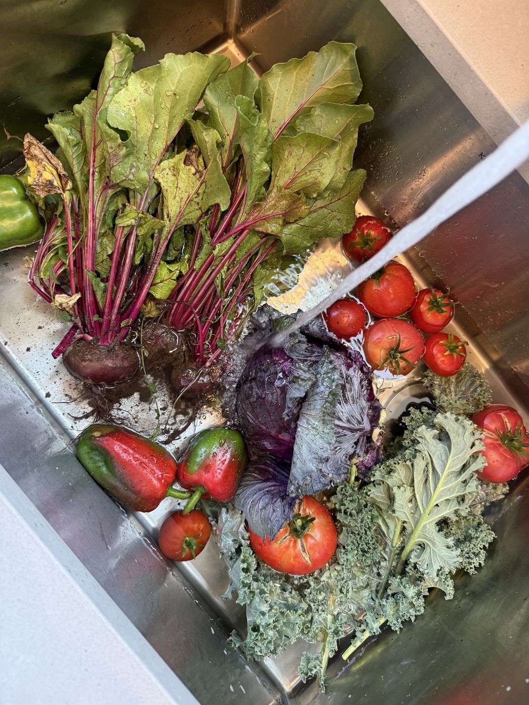 Freshly picked beets, cabbage, kale and tomatoes rinsing in the sink